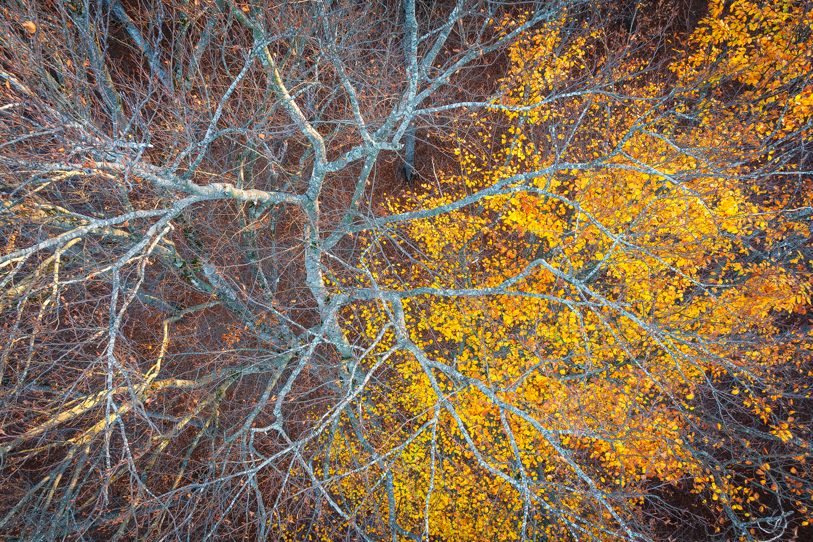 Recent Work - Photo14