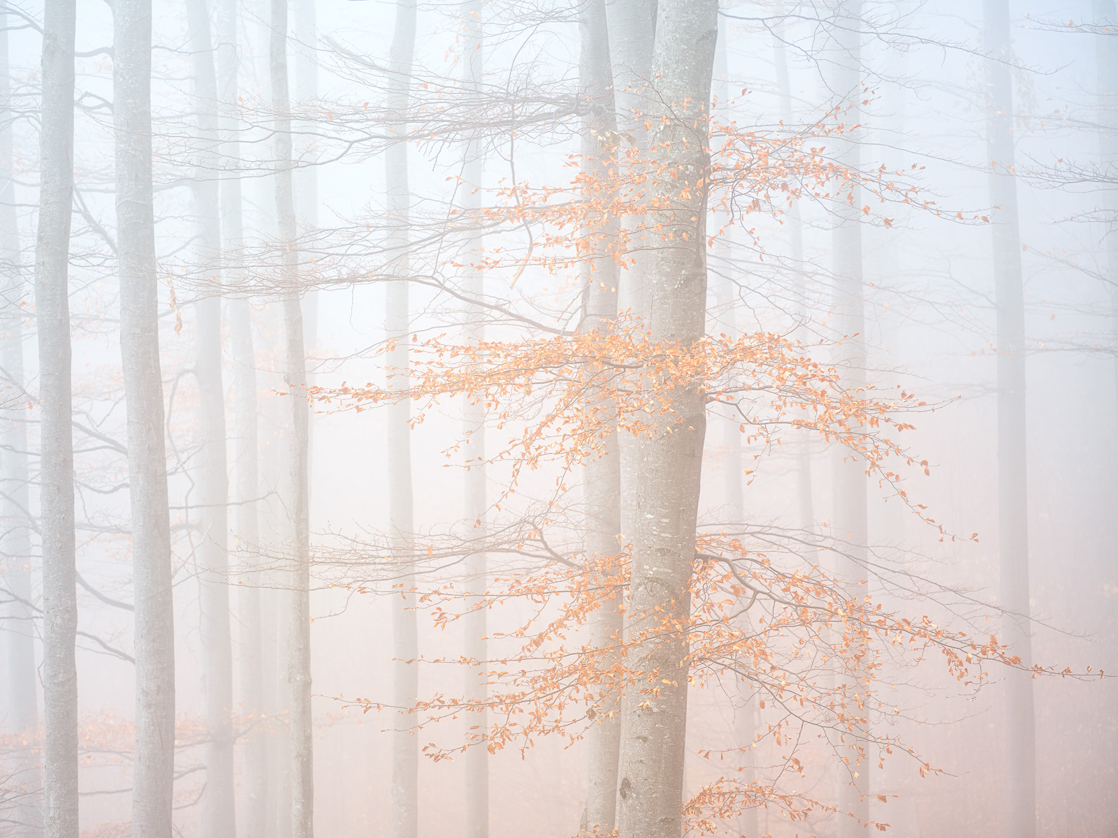 Recent Work - Photo16