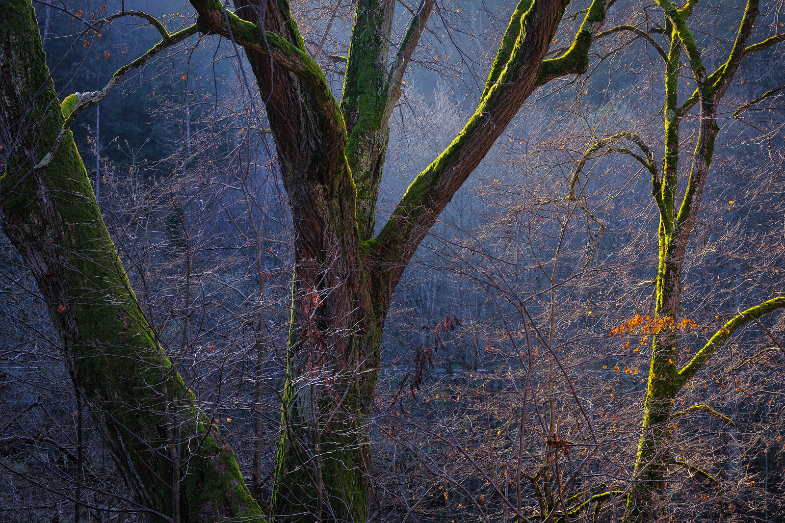 Recent Work - Photo15